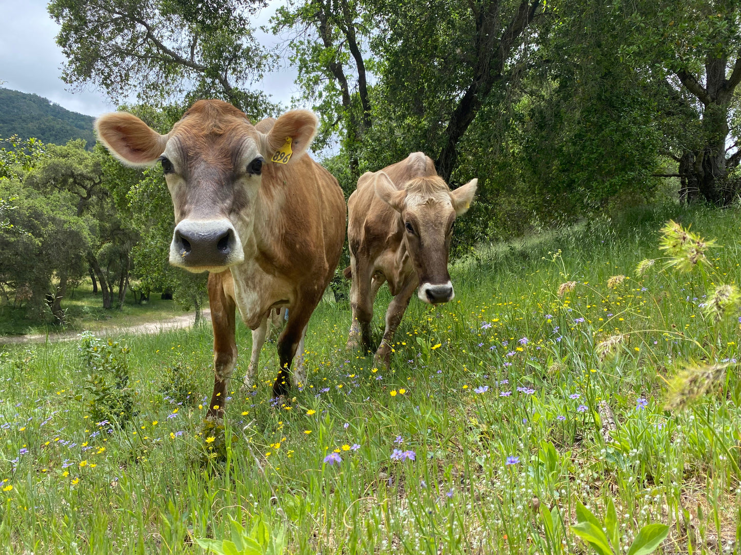 Copy of Cow Share - Happy Girl  pick up