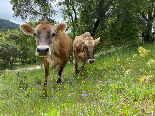 Copy of Cow Share - Happy Girl  pick up